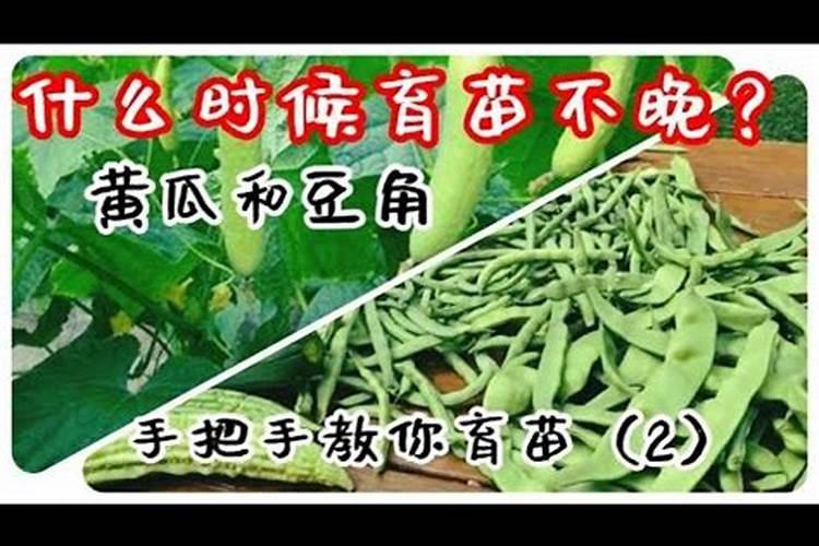 豆角施肥时间及方法 豆角施肥正确方法