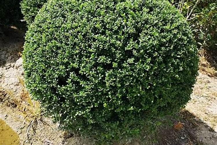 酸奶可以浇哪些植物？