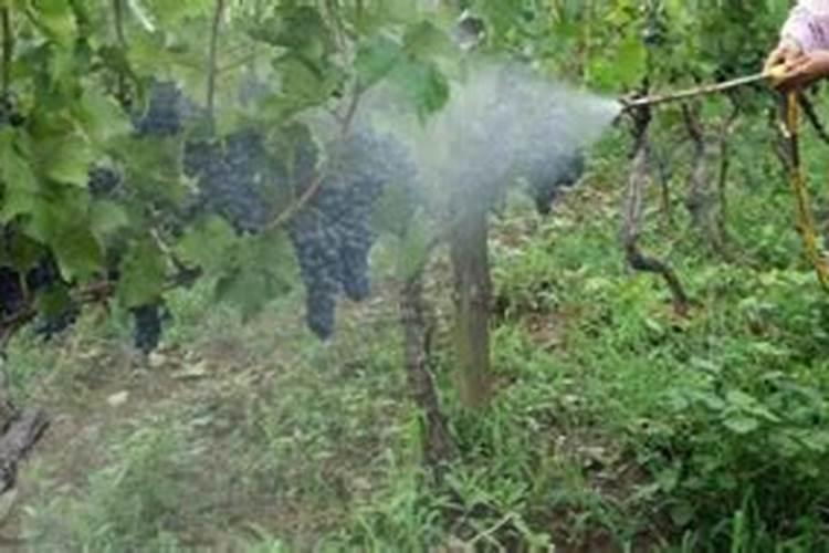 碧护和什么叶面肥搭配最好