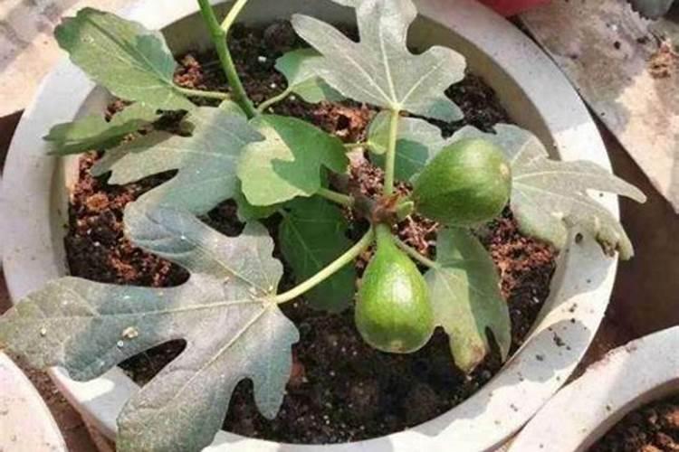 无花果保花保果打什么叶面肥？无花果挂果期用的肥料？