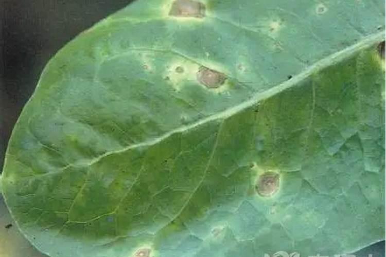 七月中旬能种架豆王吗？