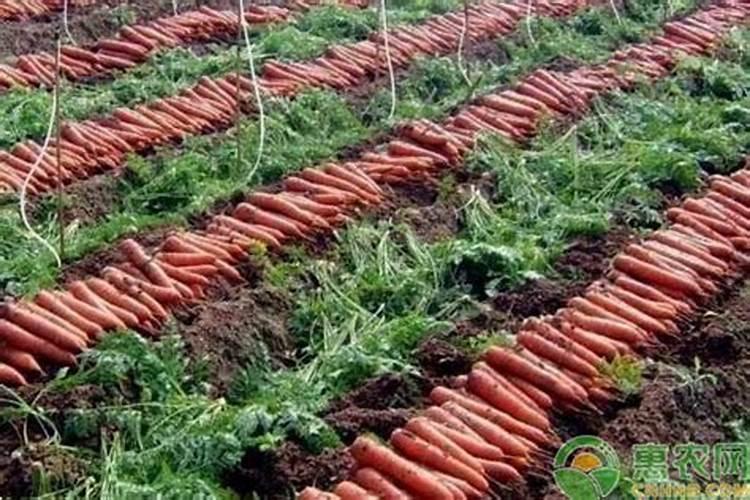 种洋芋用什么肥料好 用这些肥料种洋芋来年大丰收