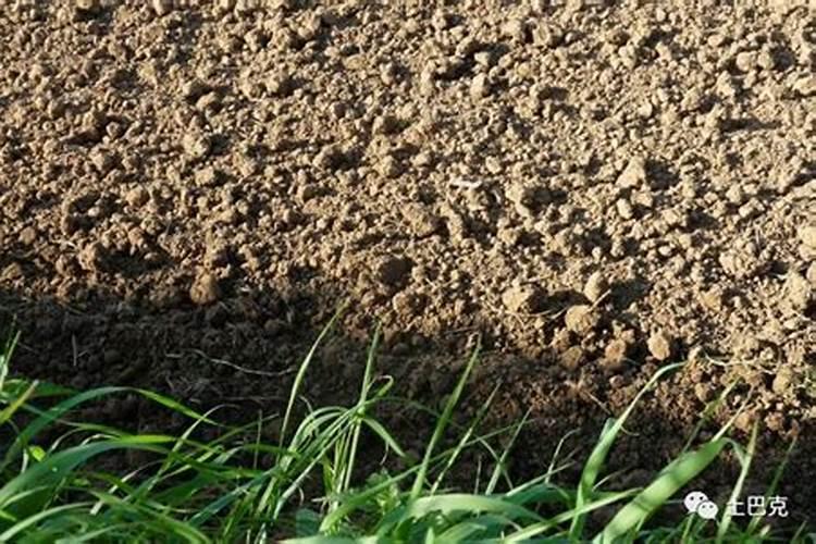 沙土地用什么肥料？