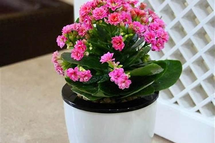 长寿花枝插移栽后施什么肥？