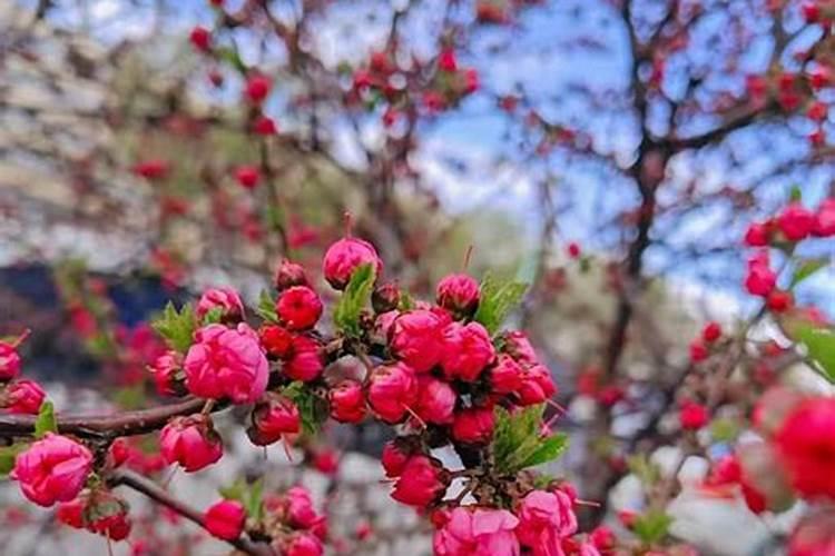 枣树如何施肥？一年施几次？