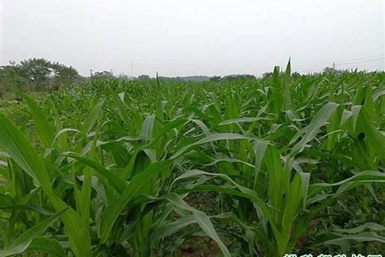 大面积的种植玉米,用怎样的追肥方法能减少秃尖？