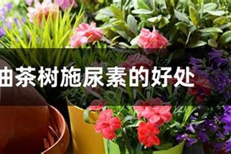 小葱追尿素烧根吗？