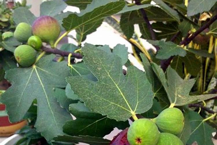 无花果树用什么肥