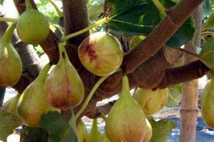 无花果用什么肥料最好