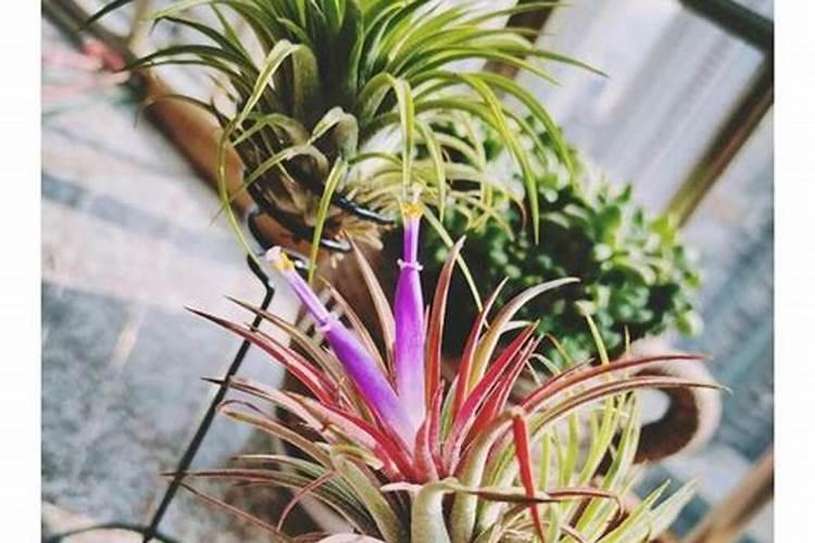 空气凤梨怎么施肥