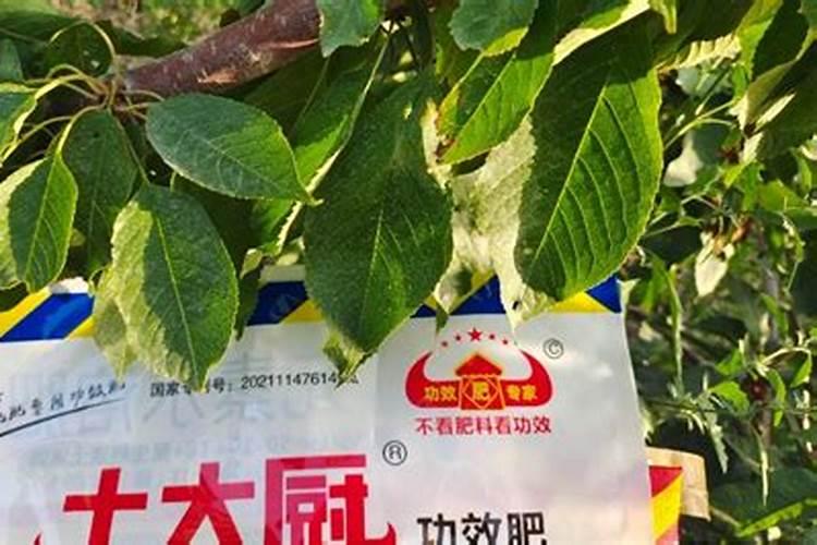 大樱桃苗夏季管理措施