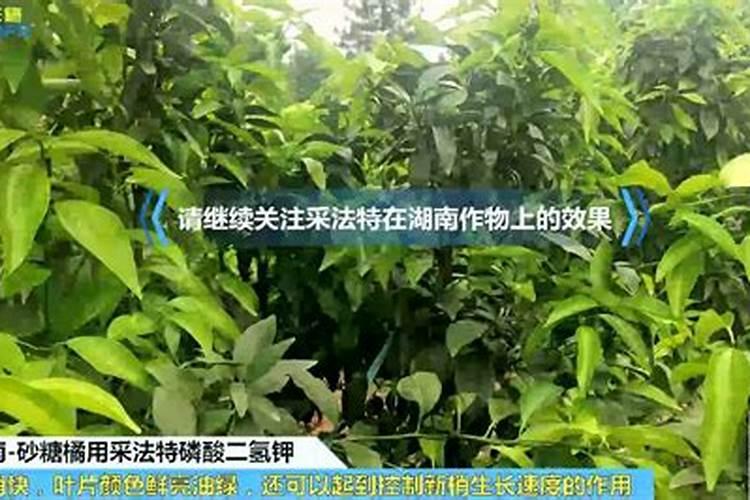 沙糖桔什么时候施钾肥？沙糖桔什么时候种植