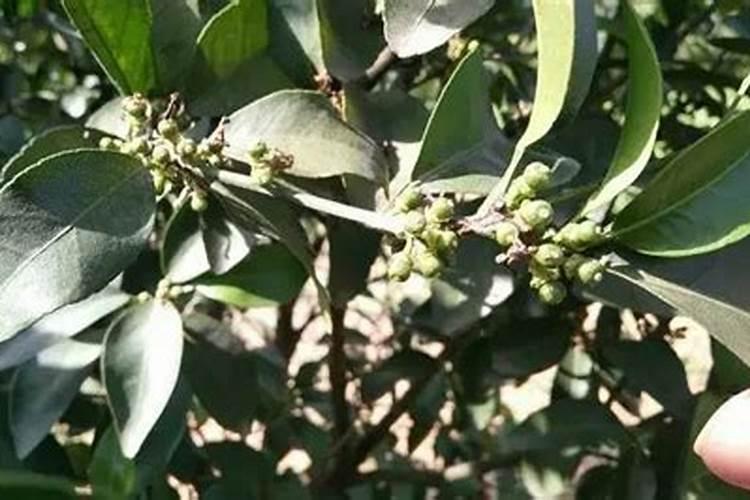 磷酸二氢钾能加入人粪尿施柑橘肥吗？