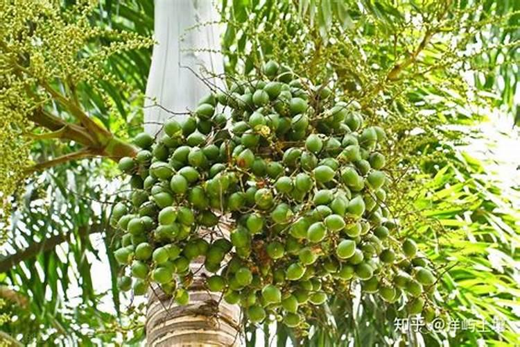 假槟榔的种植方法 假槟榔的养护方法