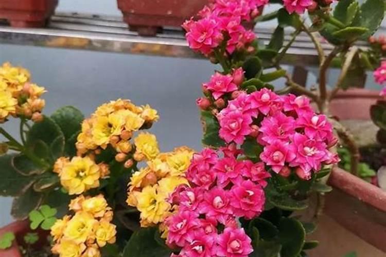 长寿花施什么肥开花多