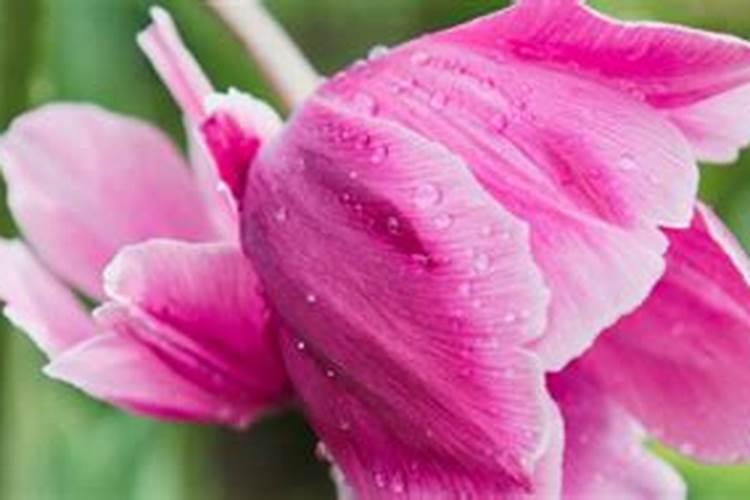 郁金香花盆栽怎么种 盆栽郁金香的种植方法