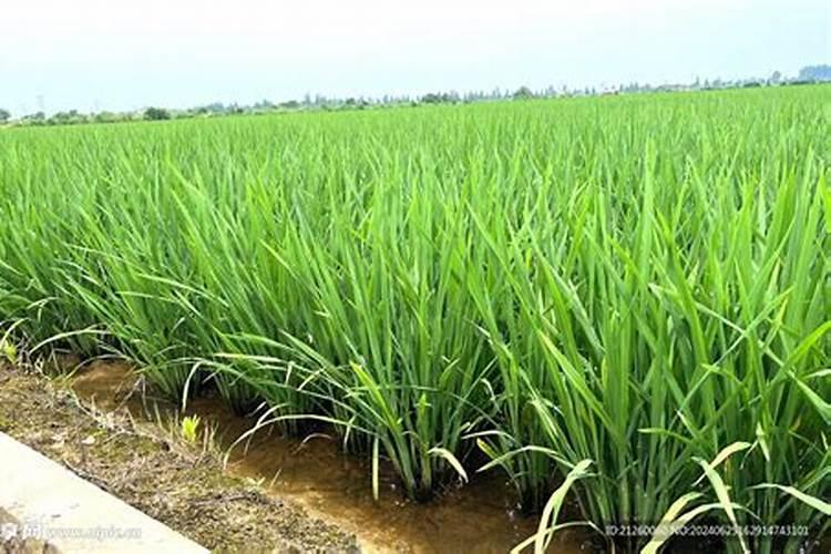 硝酸钾可以做肥料吗