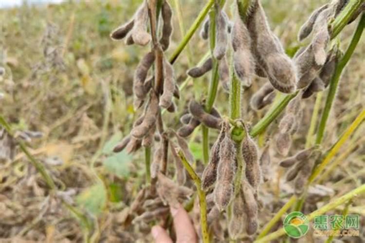 中微量元素肥很火,但用不好能坑死人