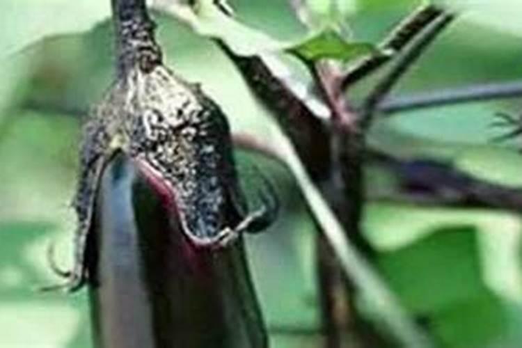 种茄子用什么肥料最好