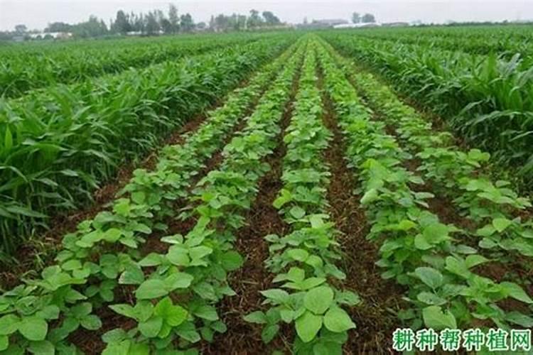 大豆喷施叶面肥时间是在什么时候最好