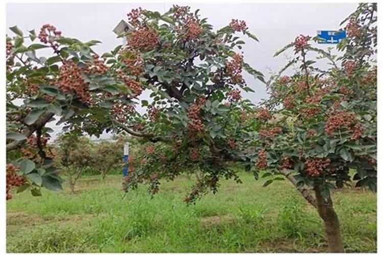 花椒树秋季施肥啥化肥最好？