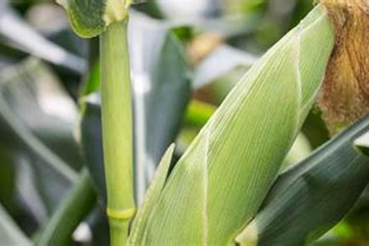 生菜招虫子怎么办？