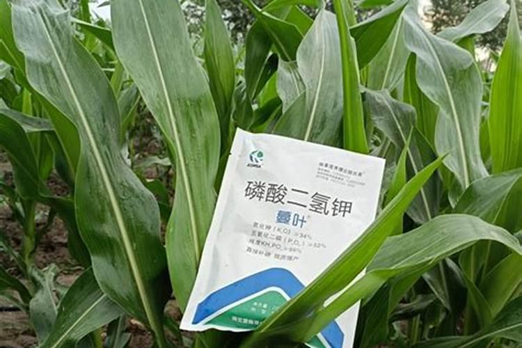 玉米施肥用什么肥料好 施肥时间和方法