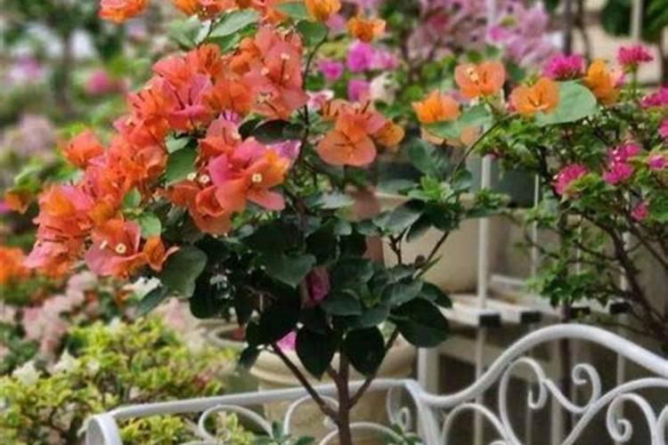 控释肥是什么意思 控释肥和缓释肥的区别