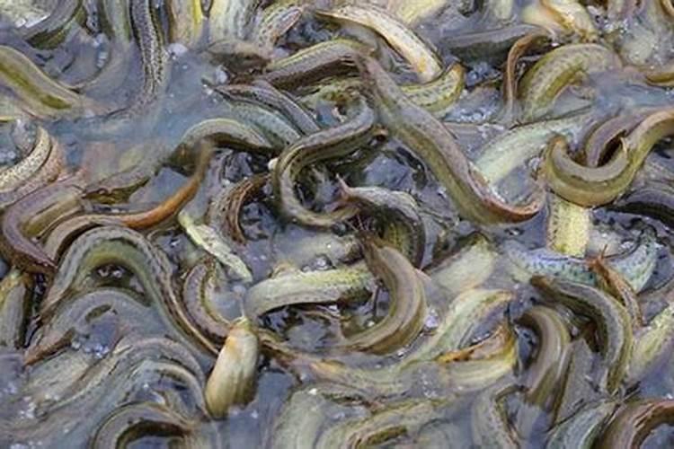 泥鳅养殖的水过于肥了用什么药物能够降下来