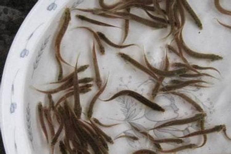 水泥池养泥鳅好吗？水泥池养泥鳅技术