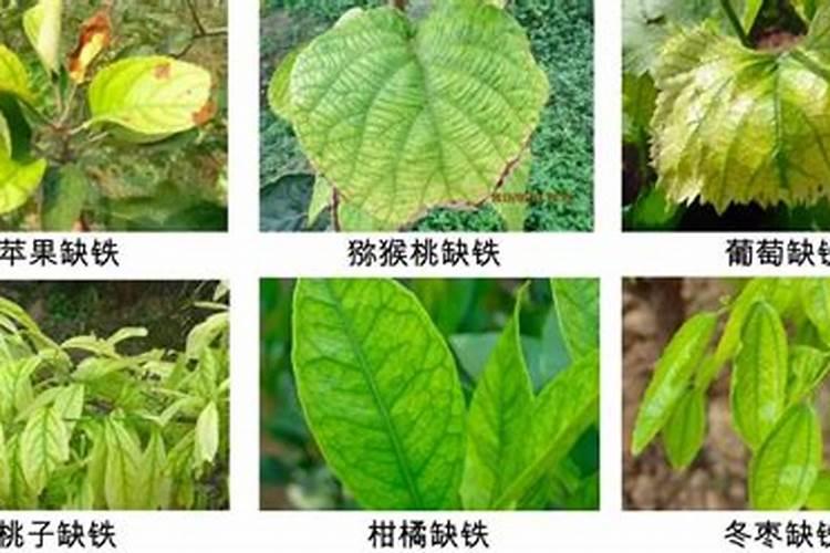 植物缺钙,怎么补救？
