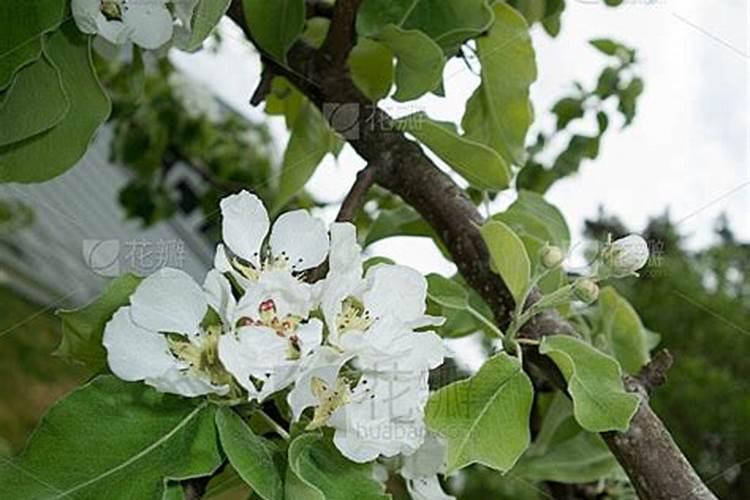 梨树施什么肥好