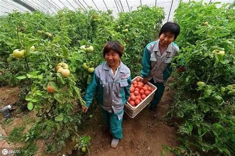 西红柿用什么钾肥好