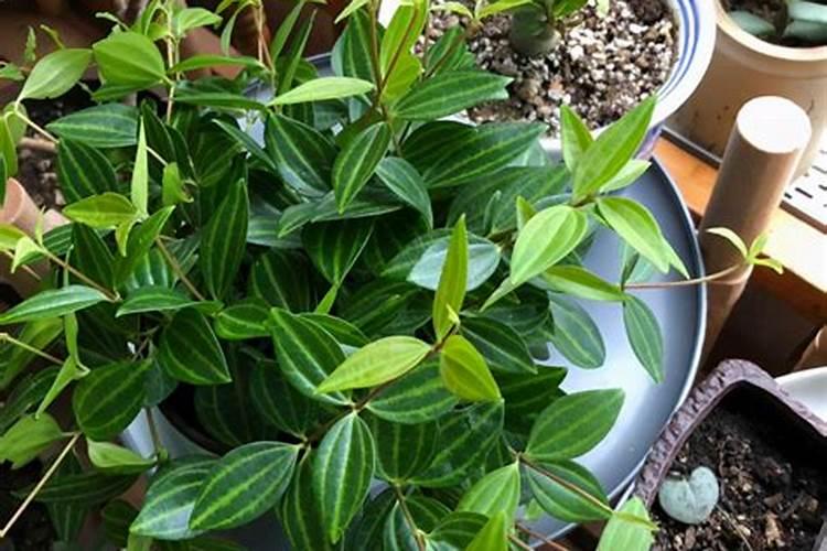 什么植物适合室内不需要阳光