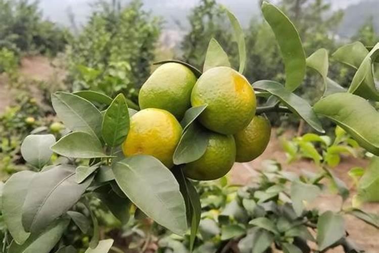 柑橘树专用肥料配方是什么？