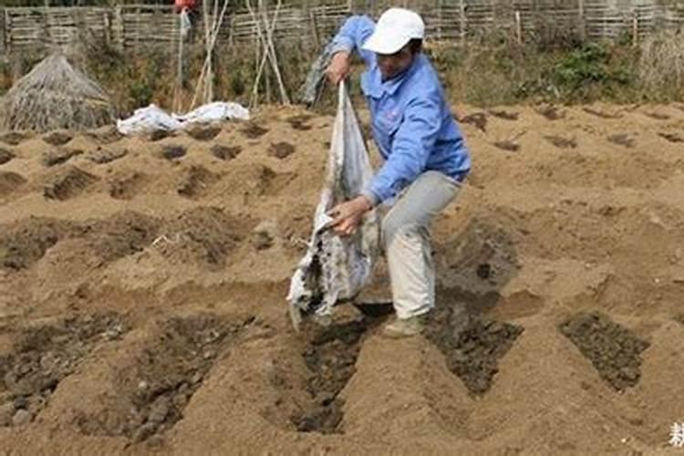 西瓜彭果期什么冲施肥最好