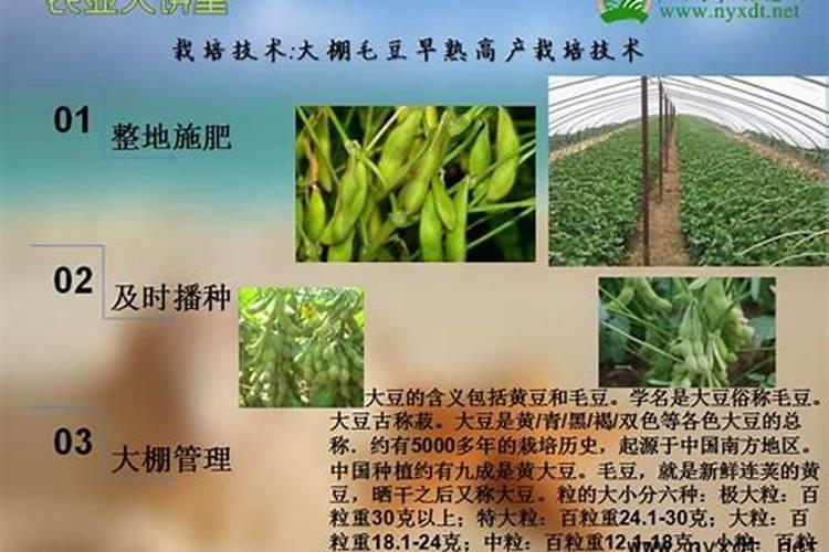 种植毛豆怎样才能高产