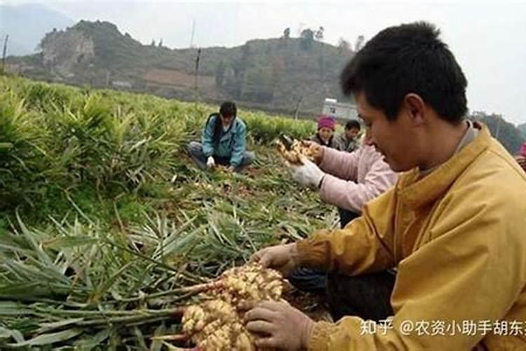 大姜根茎块膨大用什么？大姜根茎块膨大用哪个叶面肥？大姜根茎块膨大喷昆...