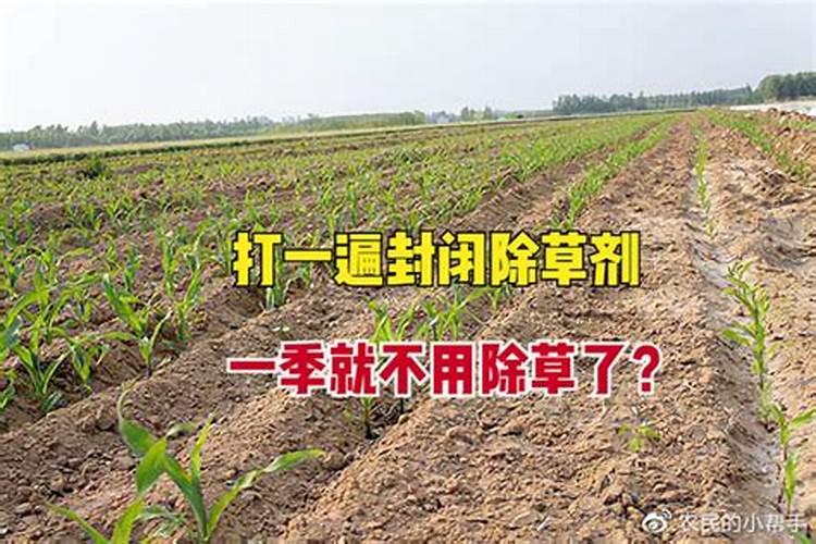 小麦打除草剂能加芸苔素吗(除草剂能和芸苔素混用吗)