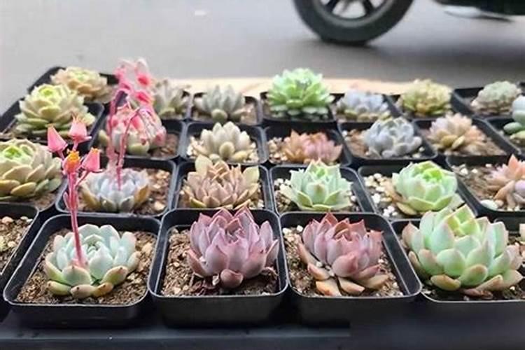 草胡椒多肉植物生长习性施肥的知识点有哪些