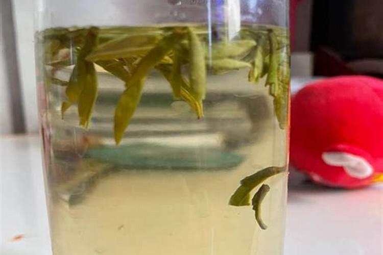 夏天给茶叶山盖上遮阳网会有好的效果吗？