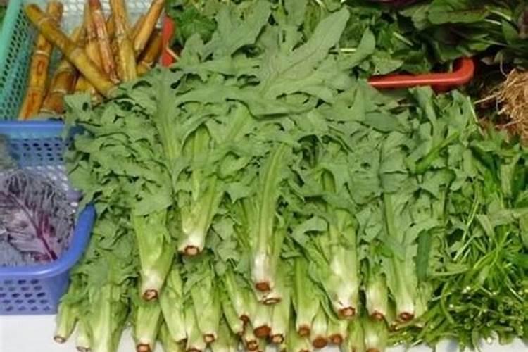 种苦麦菜用什么肥料快生长