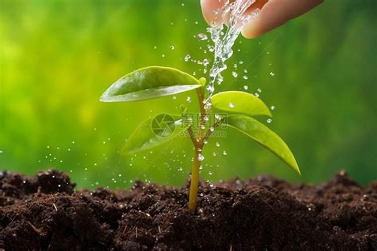 大枣膨大期上什么肥料产量高？大枣保花保果用哪种水溶肥效果好？