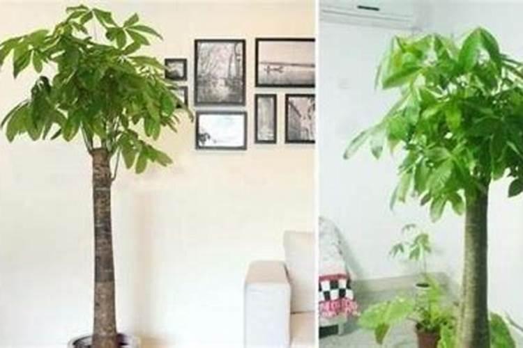 发财树没有肥料怎么办？