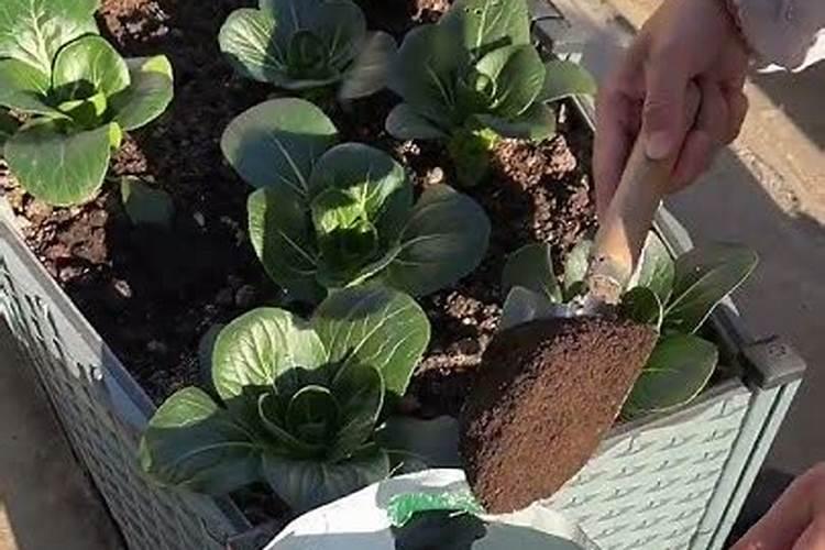 用什么肥种菜生长快