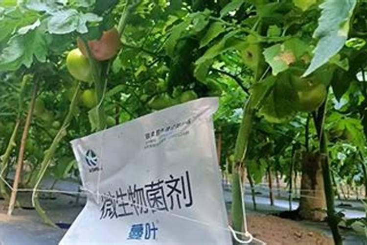大棚番茄最全冬季施肥方案