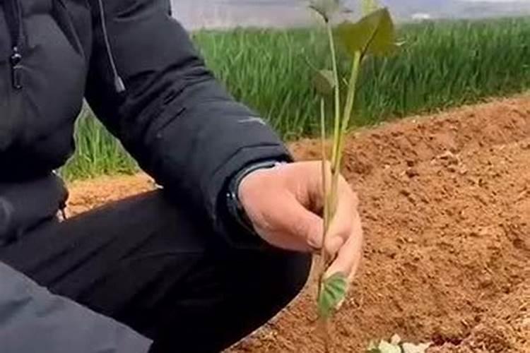 种红薯如何使用钾肥