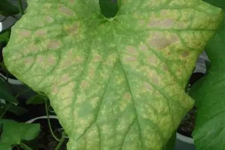 甜瓜叶片发黄枯萎变形