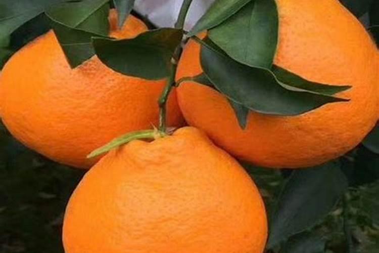 耙耙柑7月底还能施膨果肥吗