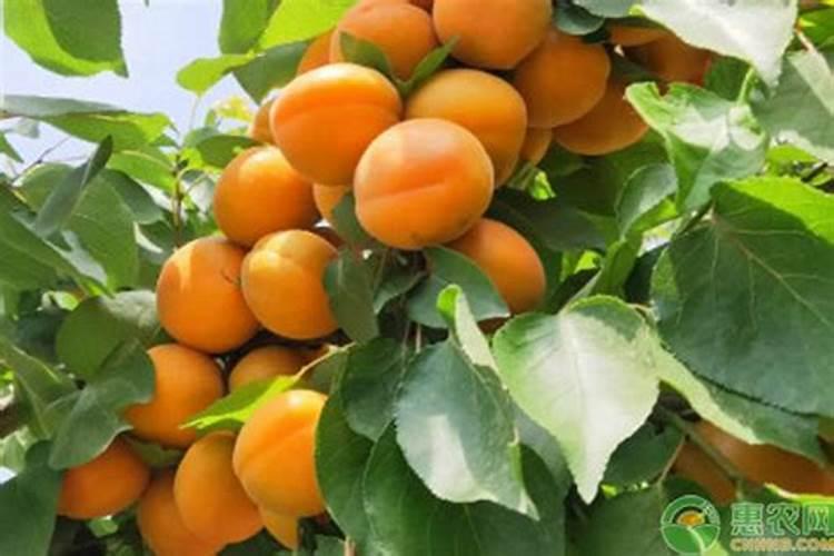 “梅子杏子肥”所展现的是啥季节呀